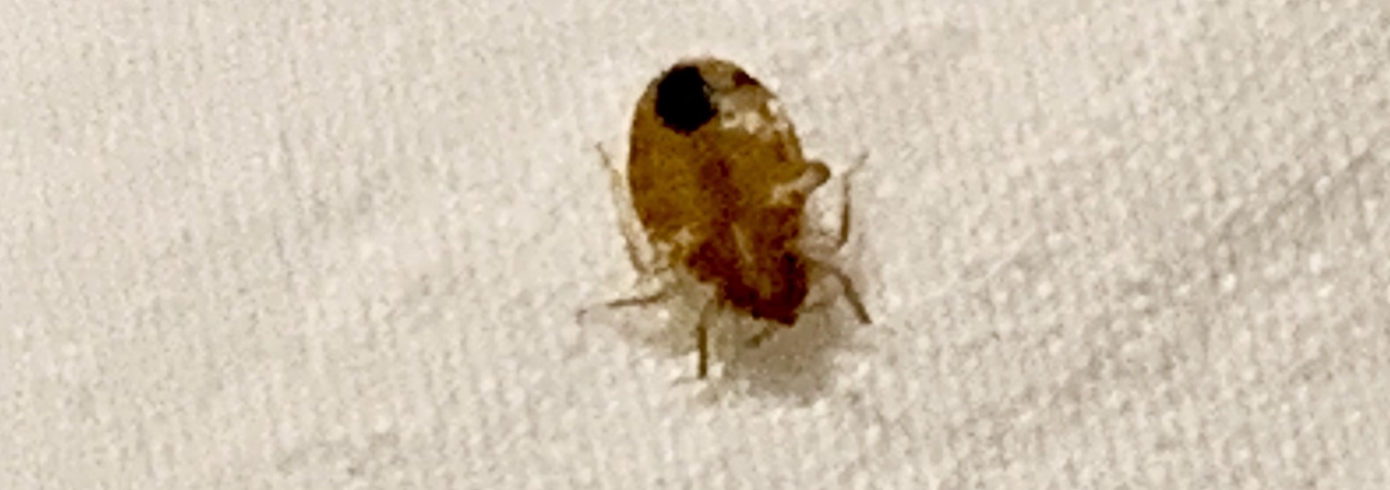 bed bug on sheet