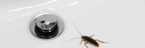 common household pests