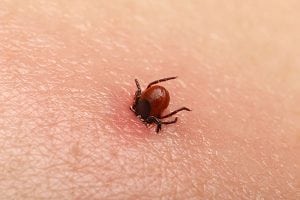 General-Information-On-The-Different-Types-Of-Ticks-Main