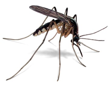 mosquito control Noosa Pest NC