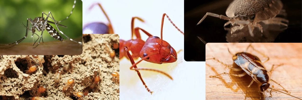 Common Pests in Charlotte Common Pests in Charlotte
