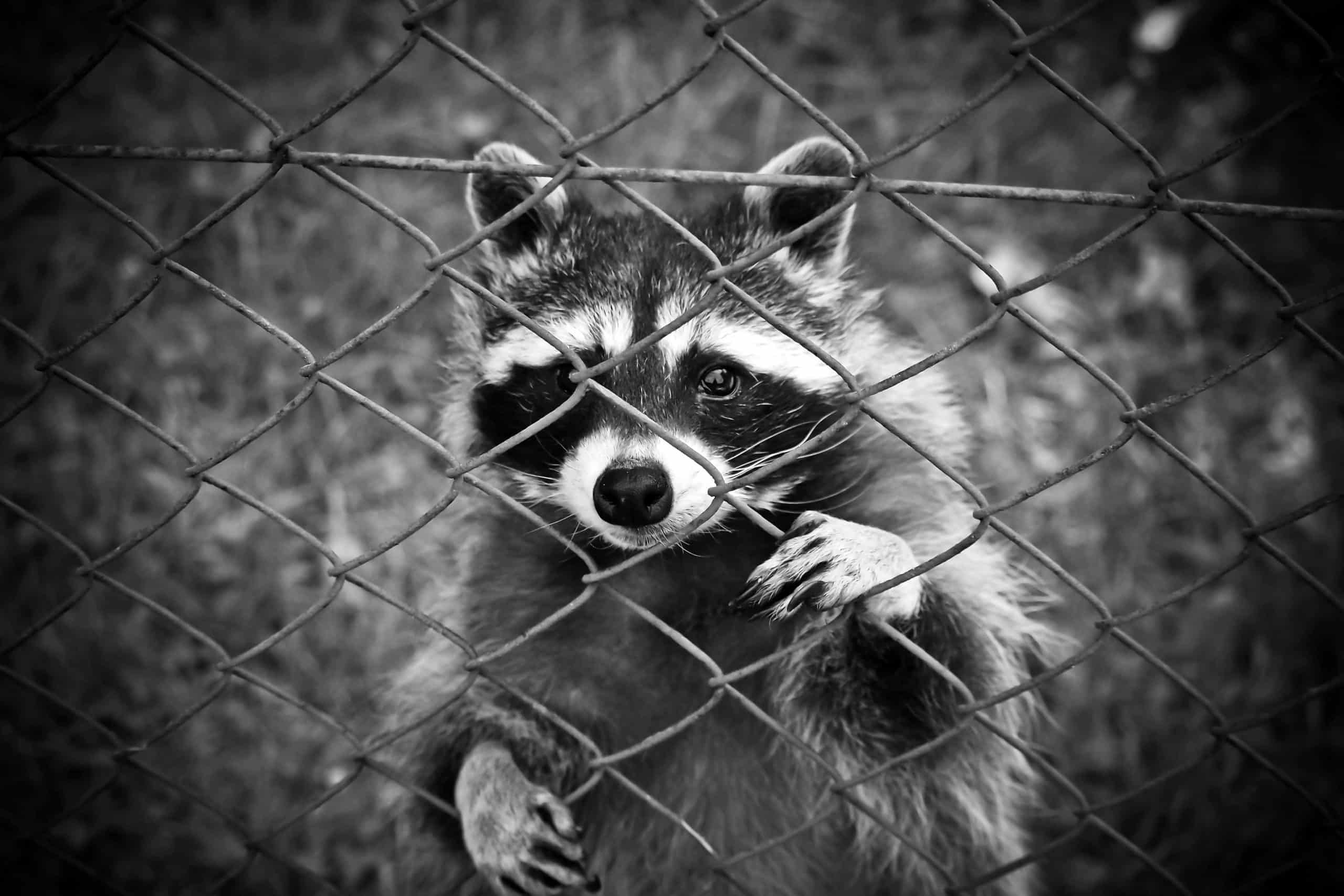 animal-black-and-white-fence-160709