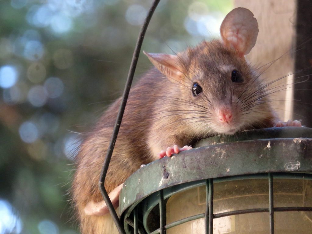 How to Keep Rats Out of Your House