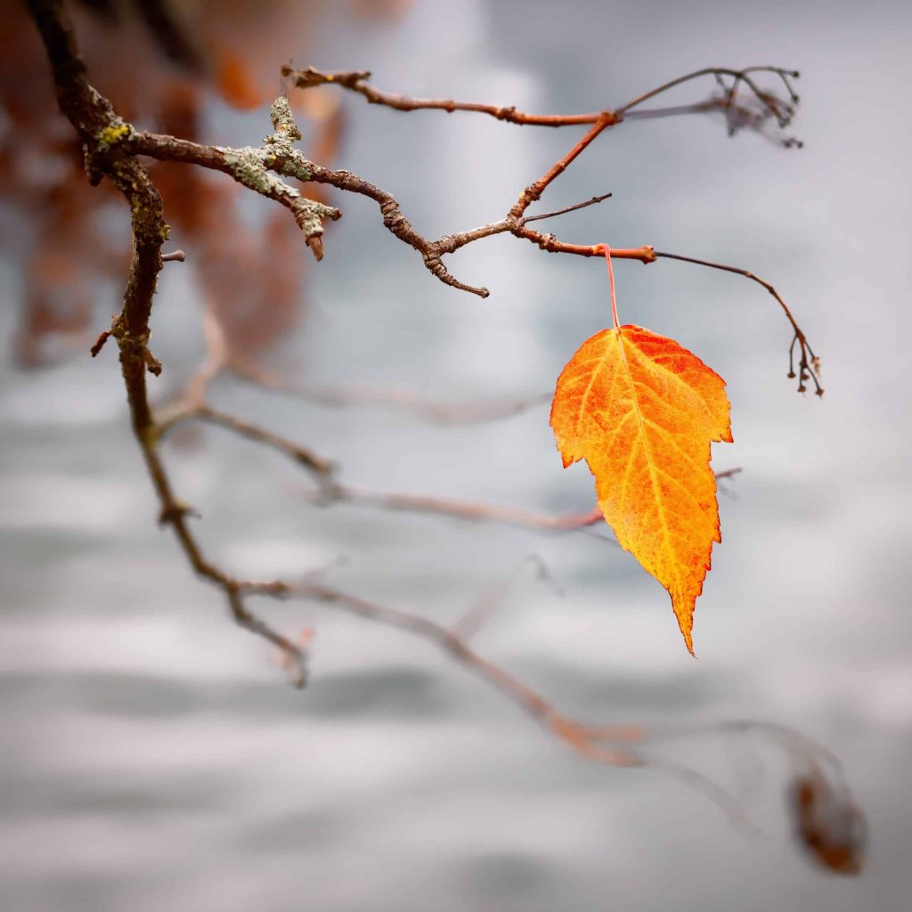 Tree Banding Everything You Need to Know