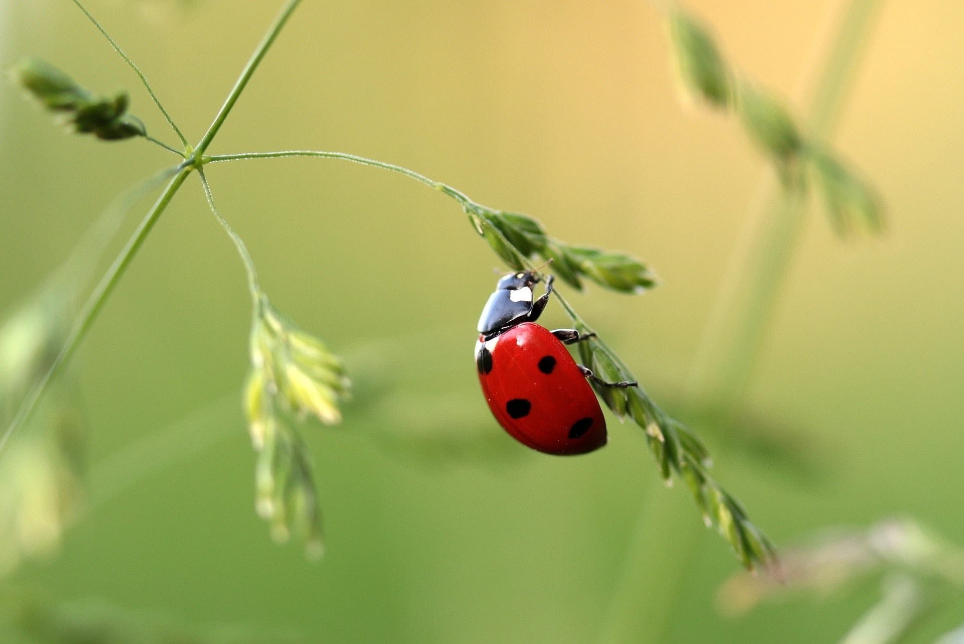 close-up-photo-of-ladybug-on-leaf-during-daytime-121472