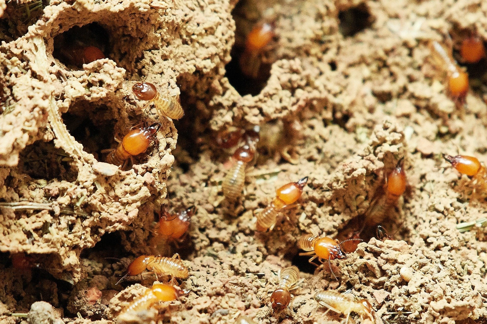 inside termites nest