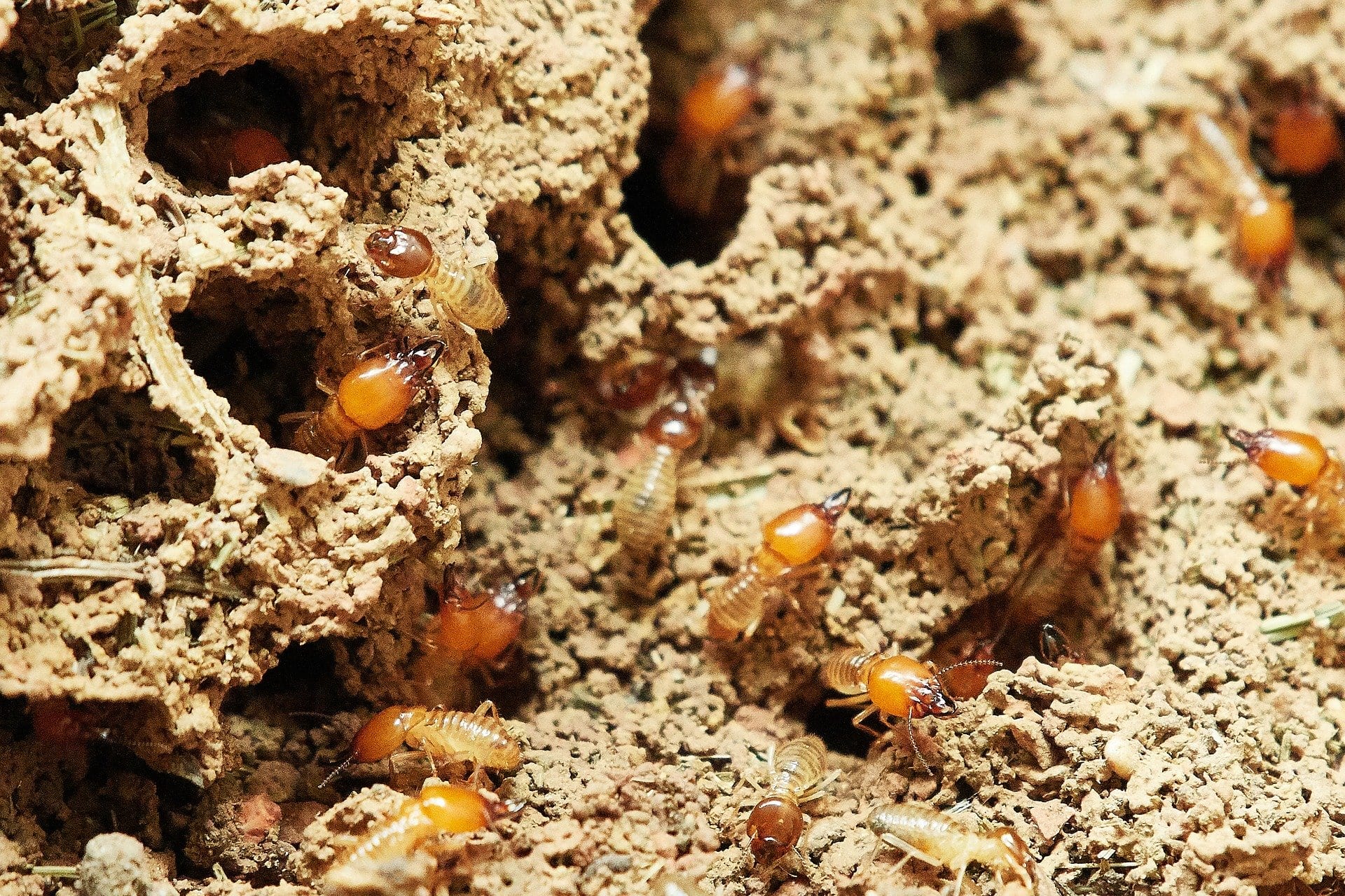 should you buy a house with termites