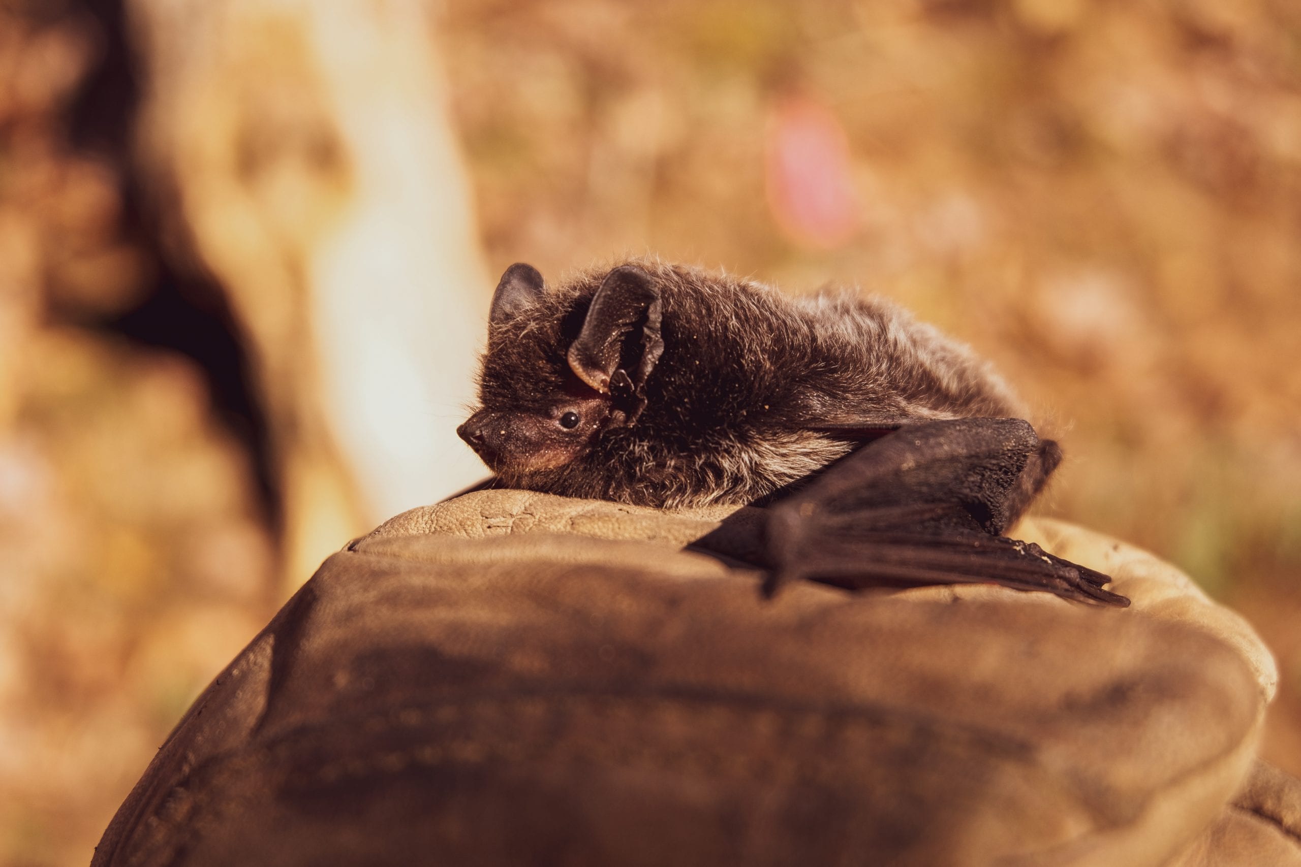 selective-focus-photo-of-black-bat-on-brown-stone-3261020