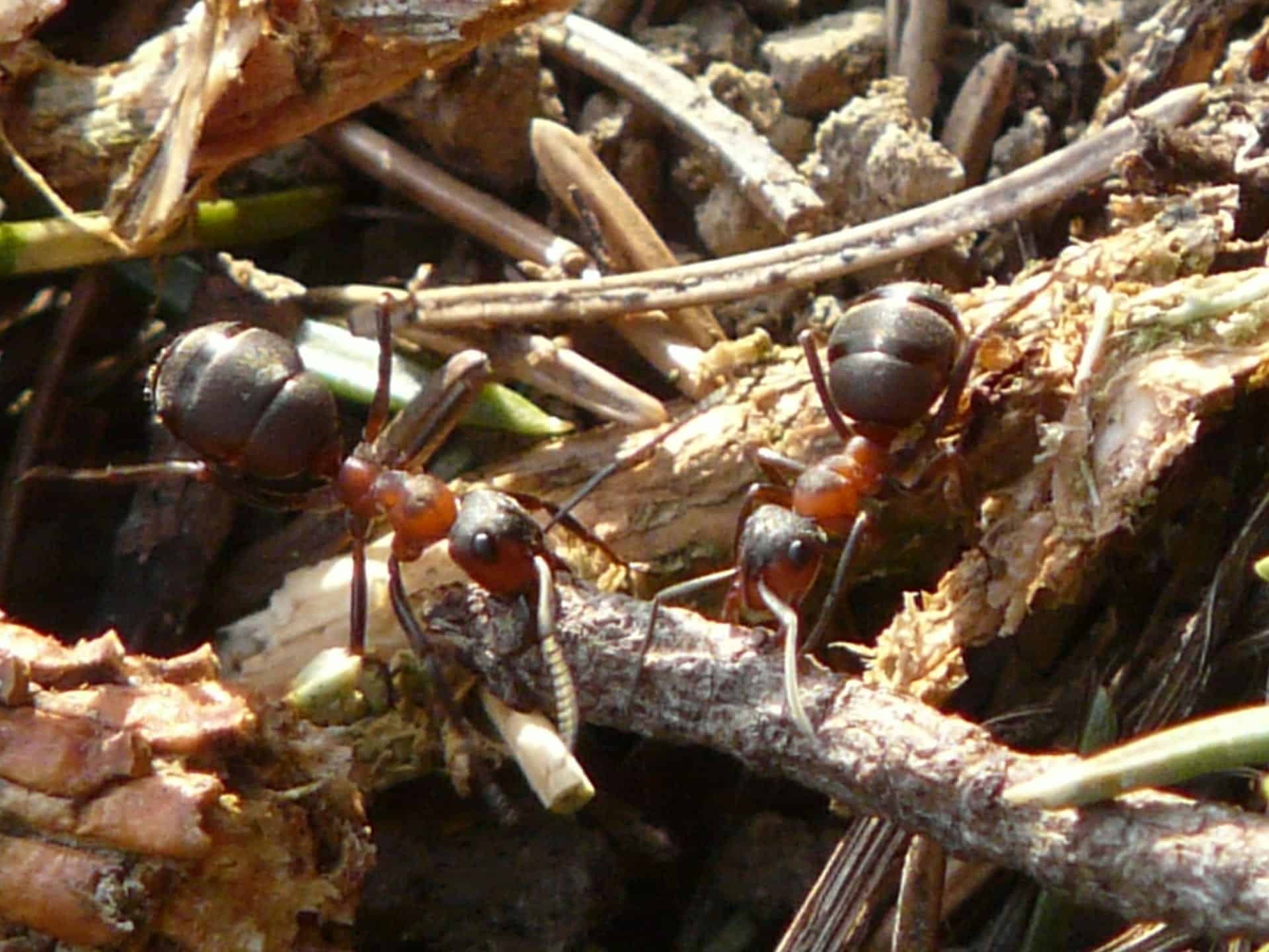 are fire ants bad for dogs