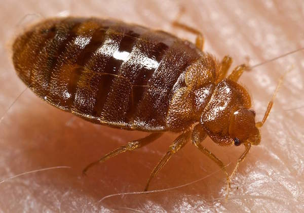 Chicago Bed Bug Exterminator