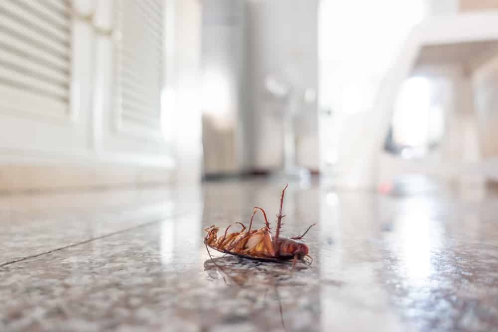 dead roach on floor