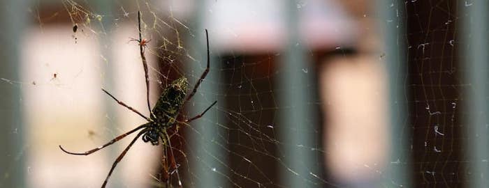 spider pest control extermination