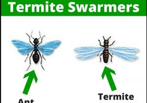 Ant_Termite-300x300