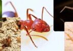 Common Pests in Charlotte