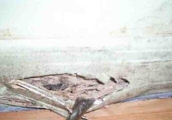 termite problem