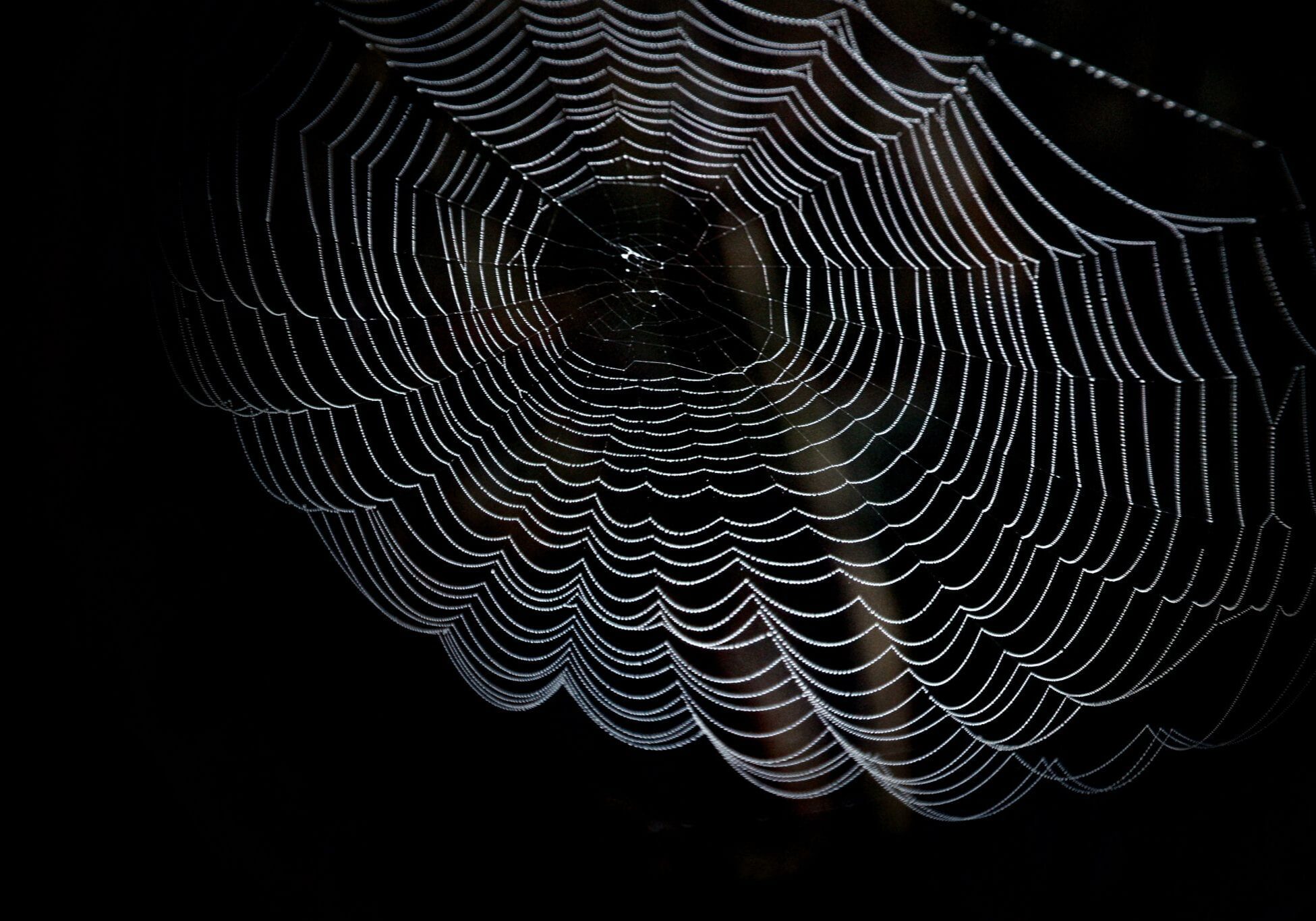abstract-arachnid-art-black-and-white-206901