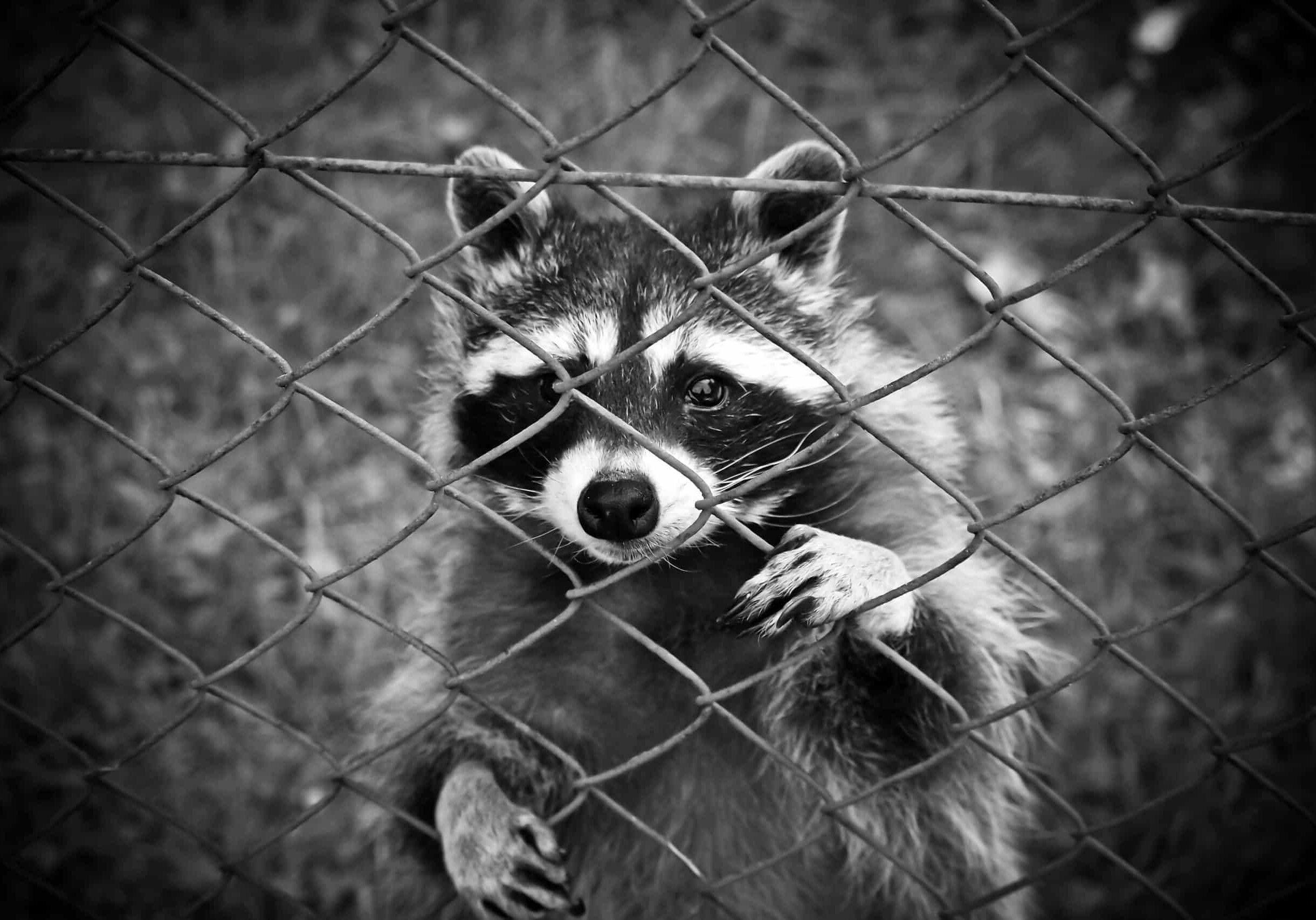 animal-black-and-white-fence-160709