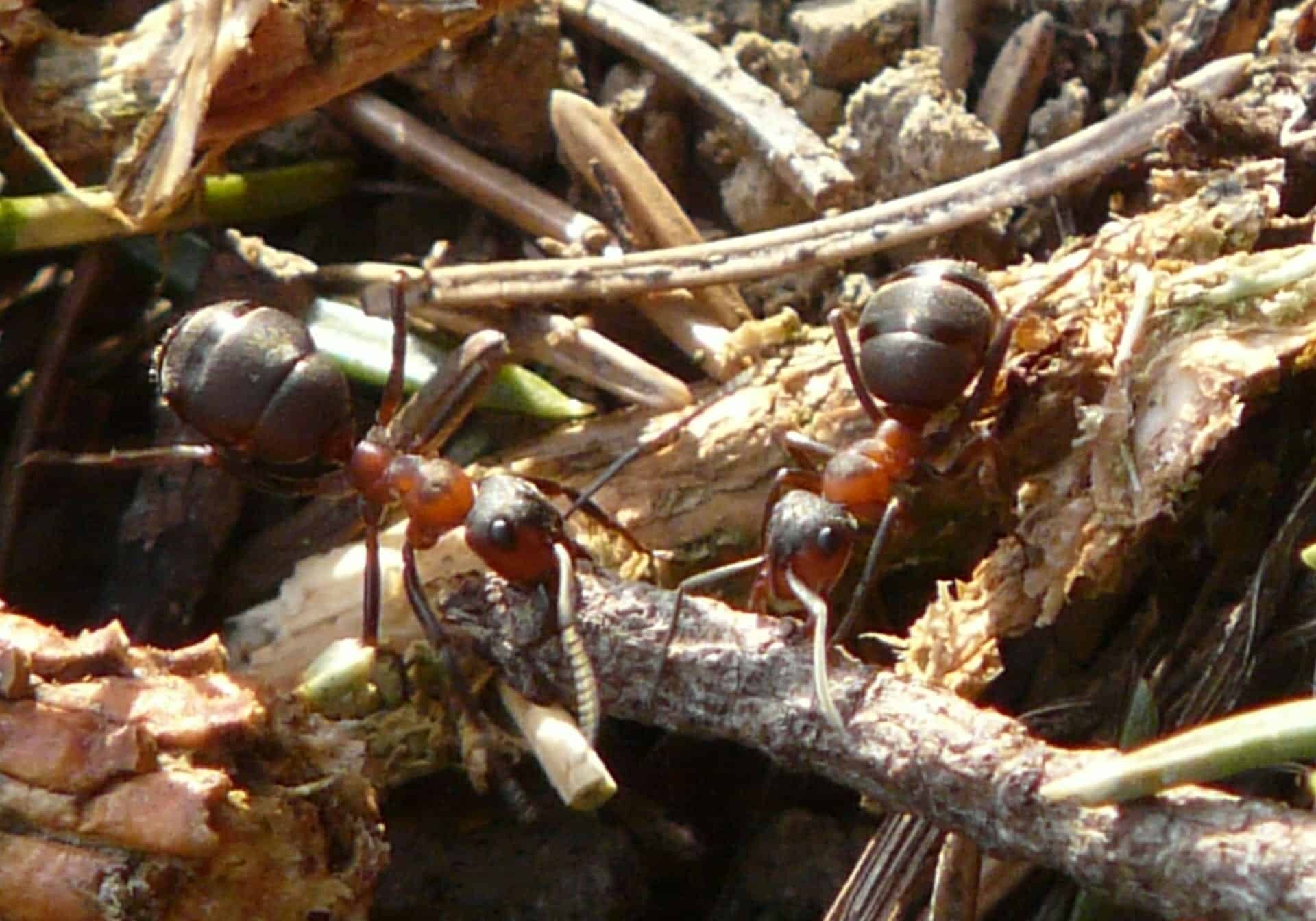 ants-3949_1920