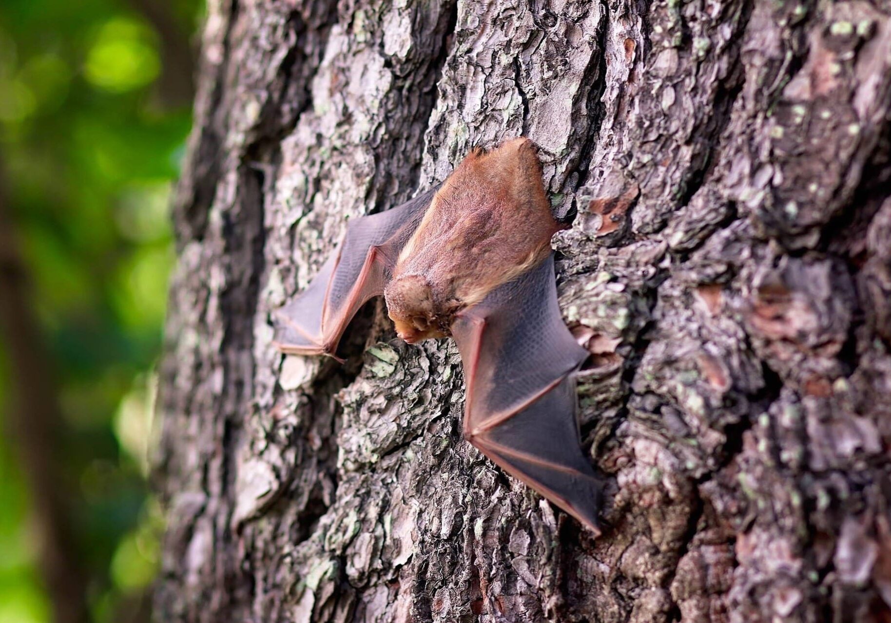 bat-1695186_1920