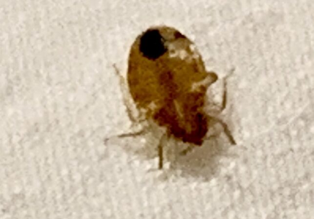 bed bug on sheet