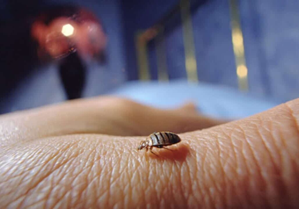 bed bugs