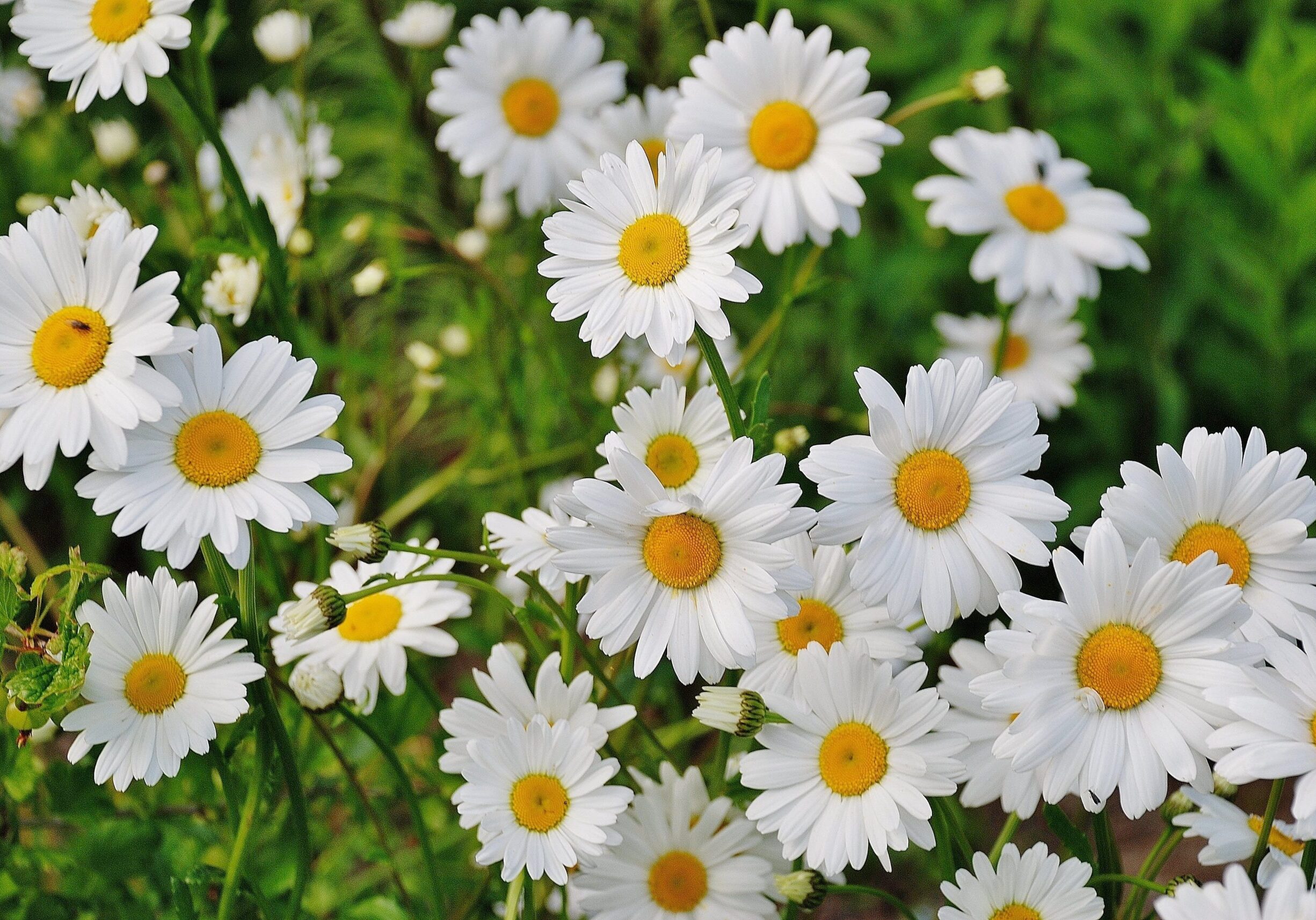 bloom-blossom-daisies-67857