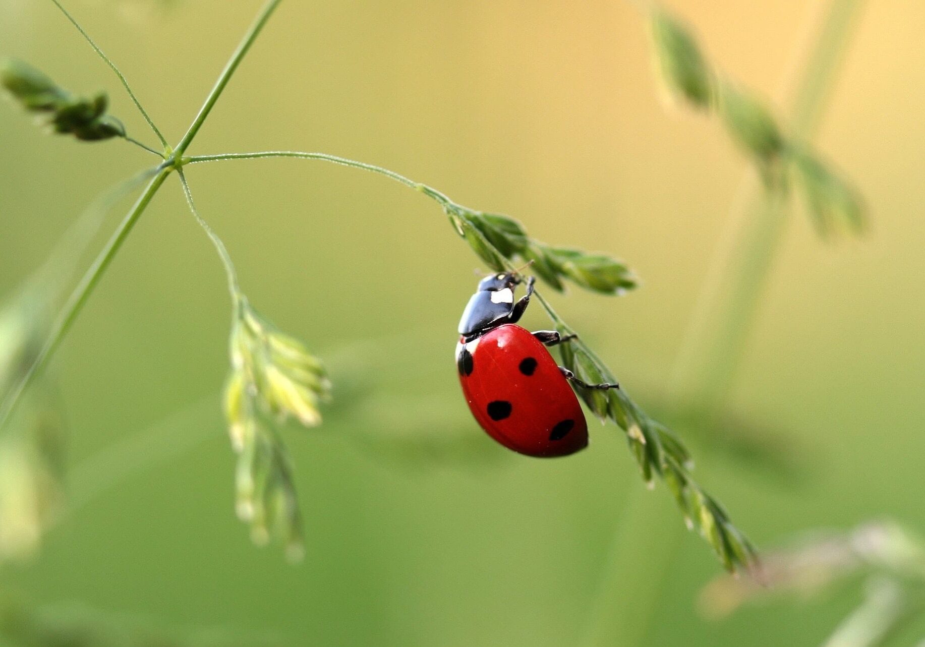 close-up-photo-of-ladybug-on-leaf-during-daytime-121472