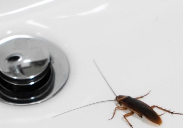 common household pests
