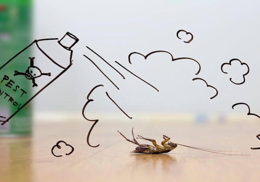 diy pest control
