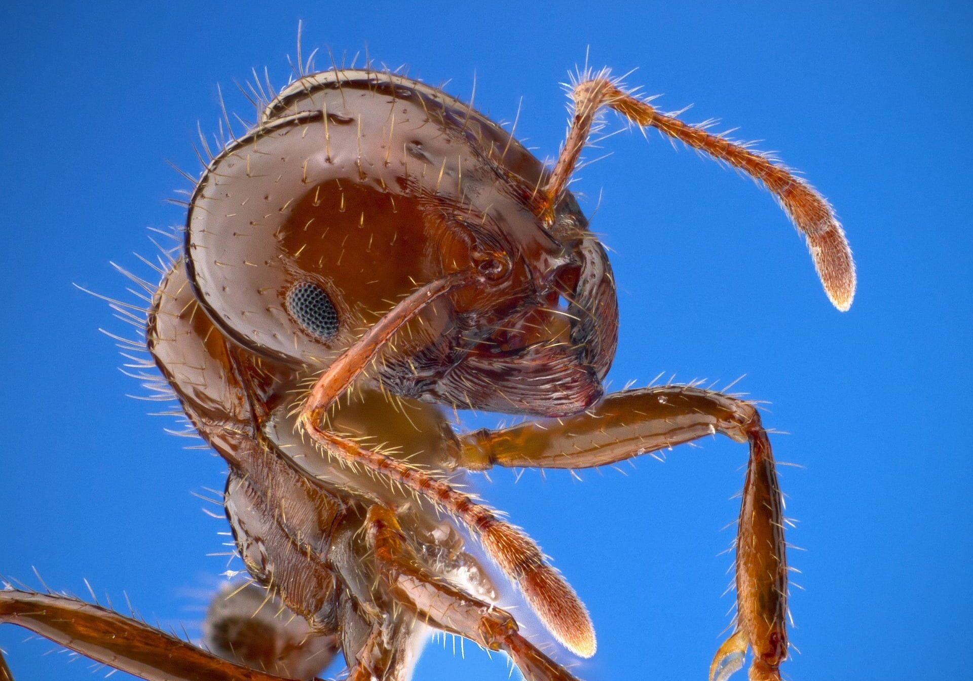 fire-ant-1091301_1920