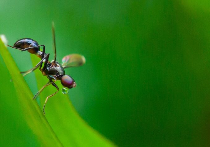 flying ant