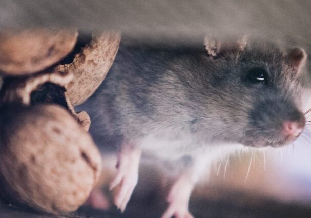 gray mice in walls