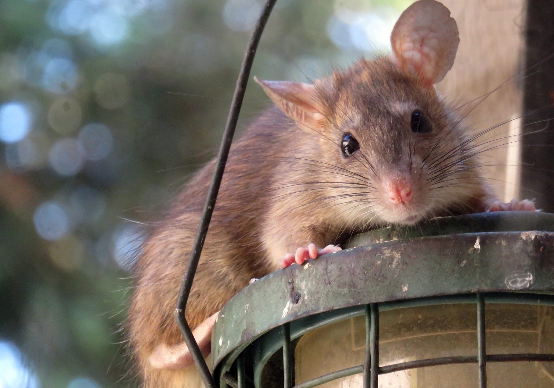 roof-rat-961499_1920