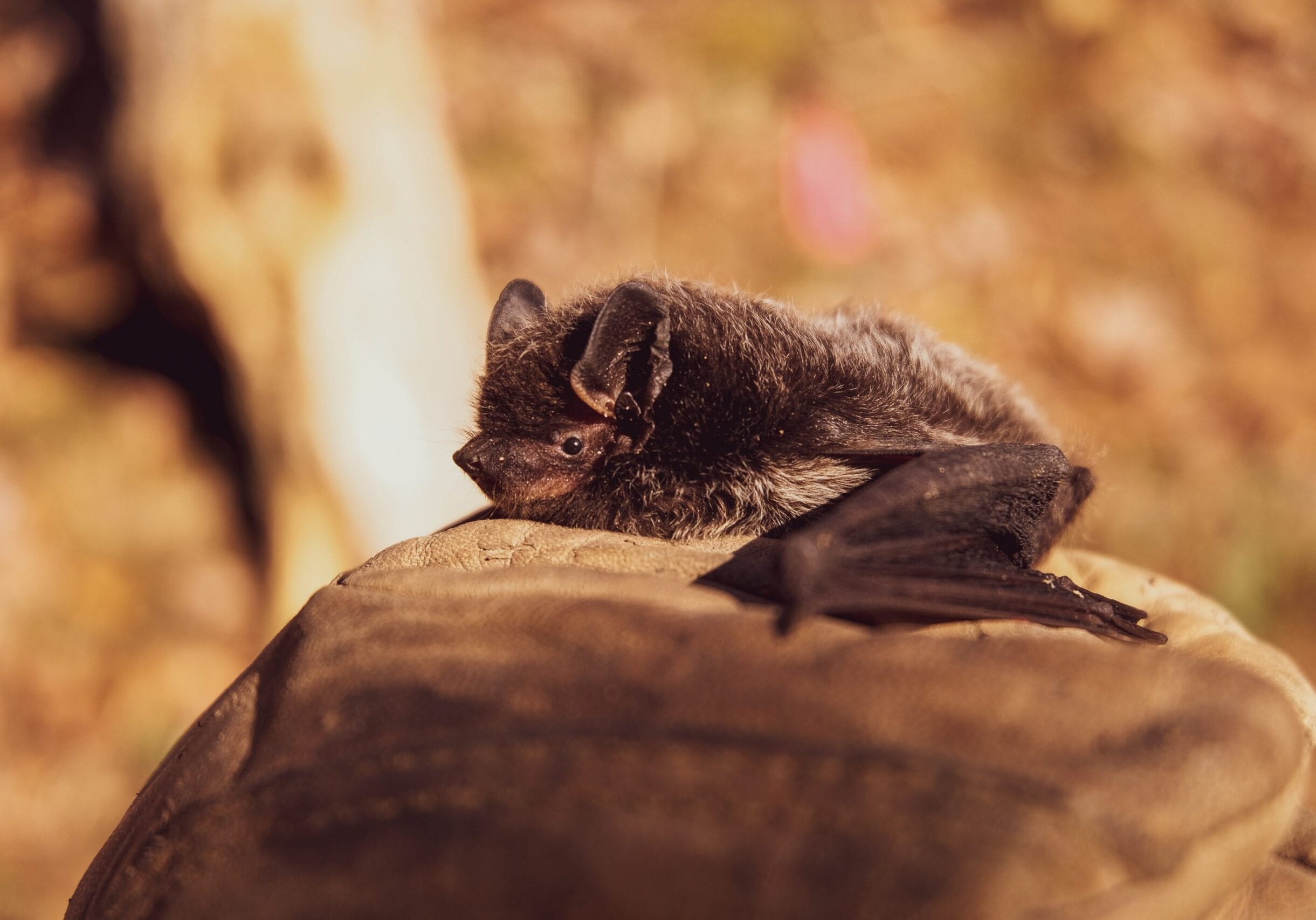 selective-focus-photo-of-black-bat-on-brown-stone-3261020
