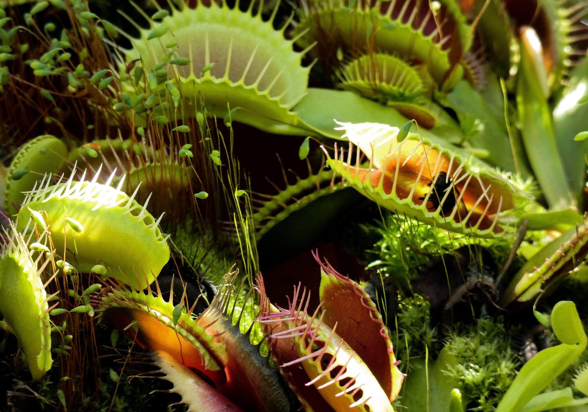 venus-fly-trap-3684935_1920
